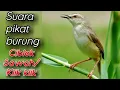 Download Lagu SUARA PIKAT CIBLEK SAWAH/CIWAH/KLIK KLIK