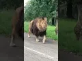 Download Lagu Voici un lion qui passe devant  les voitures tranquille