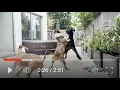 Great Dane vs American Staffy Pitbull - Battle for Alpha male dominance Part One