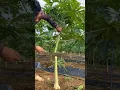 Download Lagu Papaya grafting lessons #farming #agriculture