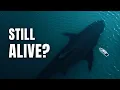 Could Megalodon Be Hiding In The Mariana Trench