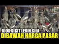 Download Lagu SIGIT LEBIH GILA ! KACER LOLOHAN DIJUAL SEMURAH INI PANTES JADI REBUTAN DIPASAR BURUNG PRAMUKA