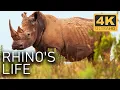 Download Lagu A Rhino's Life: Survival in the Jaws of Danger | 4K UHD Documentary