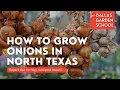 How To Grow Onions In North Texas