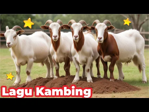 Download MP3 Kambing Lucu KAMBING SAYA ( Caca Marica Hey hey ) - Kambing Lucu Lagu Kambing Indonesia Populer