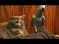 Parrot annoys cat