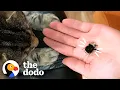 Download Lagu Couple Falls In Love With Wingless Bumblebee | The Dodo