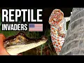 5 Invasive Reptiles That Are Causing Problems In Florida
