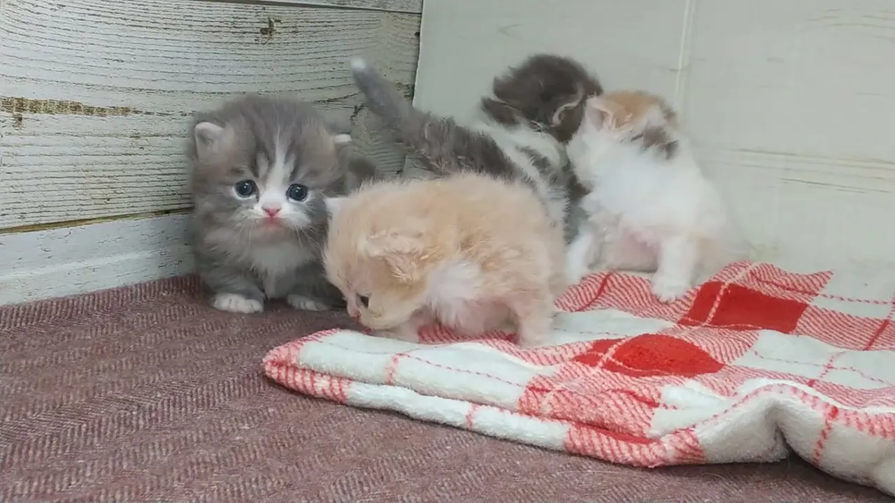 動画