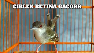 ciblek betina gacor ampuh bikin ciblek jantan emosi langsung nyaut