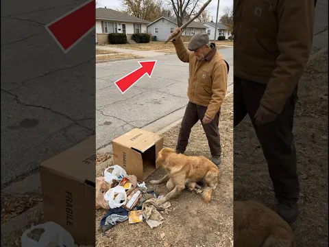 This man destroyed the home of the stray mother dog and her puppies, but the truth is... #dogs