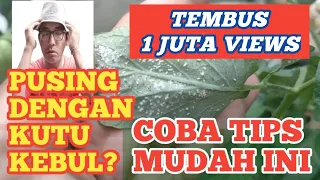 Download Cara Mengatasi Hama Kutu Kebul dengan Satu Bahan Sederhana || How to Get Rid Of White Silverflies MP3