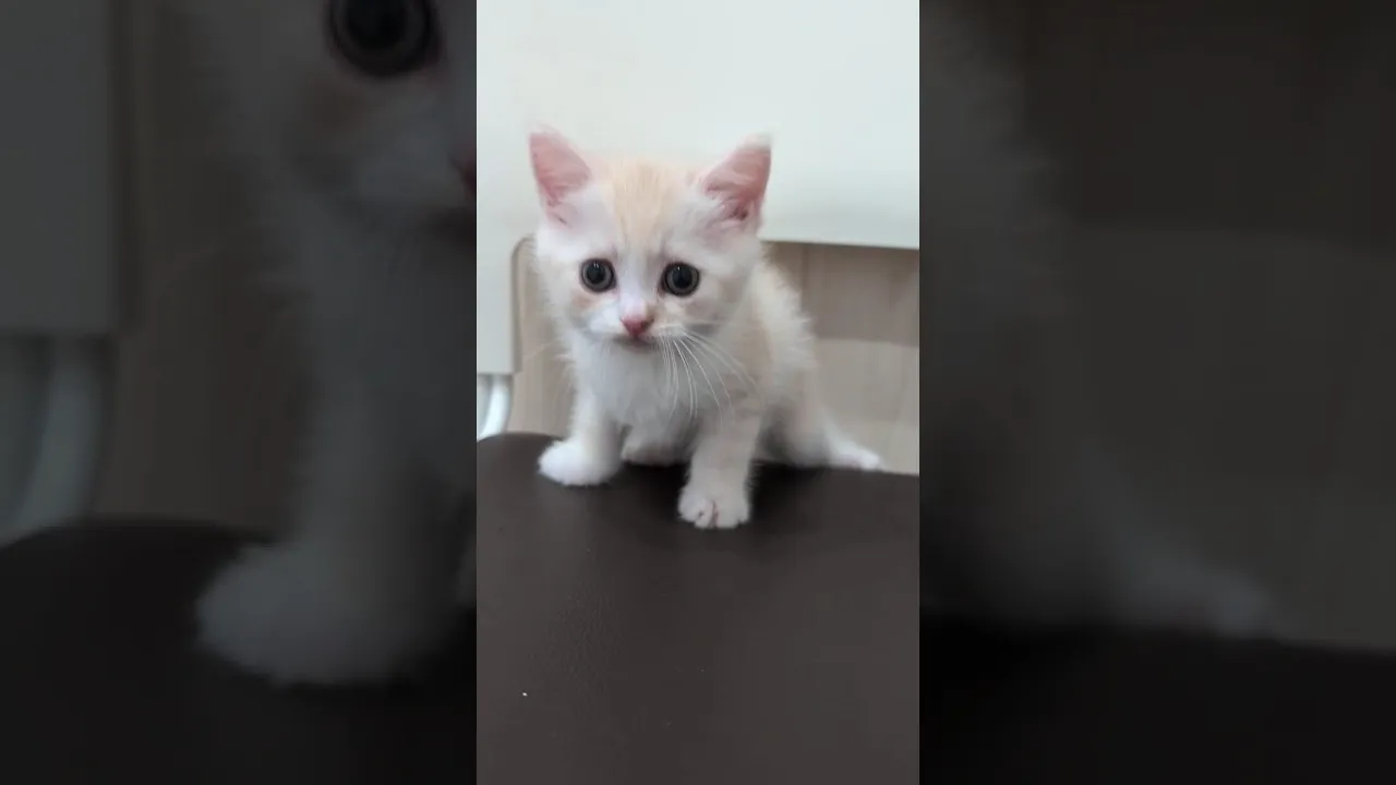 動画