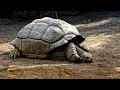 Tortoise Walking Slowly Tortoise Walking Tortoise Swimming in water Nature in mobile