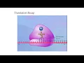 Lecture 16 Protein Translation Simplified Prokaryotic vs Eukaryotic Ribosomes