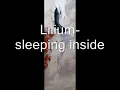 Lilium- sleeping inside