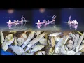 Download Lagu Traditional night fishing | Berburu Nombak ikan🐠🐋🐟 | cumi-cumi di karang dangkal malam hari
