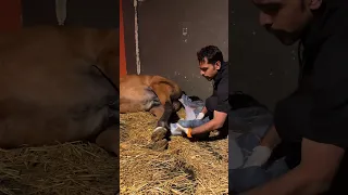 ولادة الخيل 