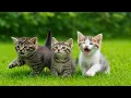 Download Lagu Adorable Baby Kittens Frolic on the Lawn – Soft Meows \u0026 Lovely Cat Sounds!