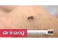 Download Lagu More than 2,100 pregnant women in Colombia reported to be infected with Zika virus