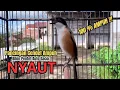 Download Lagu burung cendet gacor FULL ISIAN MEWAH,, buat PANCINGAN CENDET AGAR BUNYI JADIKAN BURUNG PENTET GACOR