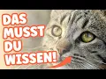 Lagu Europäisch Kurzhaar (EKH) - Ist sie die richtige KATZE für dich?