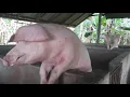 Download Lagu Pig Sounds