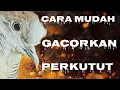 Download Lagu KUNCI SUKSE GACORKAN PERKUTUT,,, RAWATAN HARIAN BUAT PERKUTUT YANG KITA PELIHARA SUPAYA LEBIH GACOR