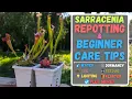 How To Repot A Sarracenia Pitcher Plant Beginner Care Tips