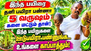 பெத்த புள்ள காப்பத்துலநாலும் இந்த ஊடுபயிர்கள் உங்கள காப்பாத்தும் /Intercrops Bring Sure Income