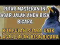 Download Lagu JALAK KEBO BISA NGOMONG // PALING PINTAR BICARA SUARA APAPUN BISA