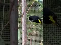 Download Lagu Red Siskin \u0026 Black Siskin | Bird Aviary | Bird Sounds