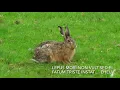 Download Lagu FLET LEPUS PARVULUS
