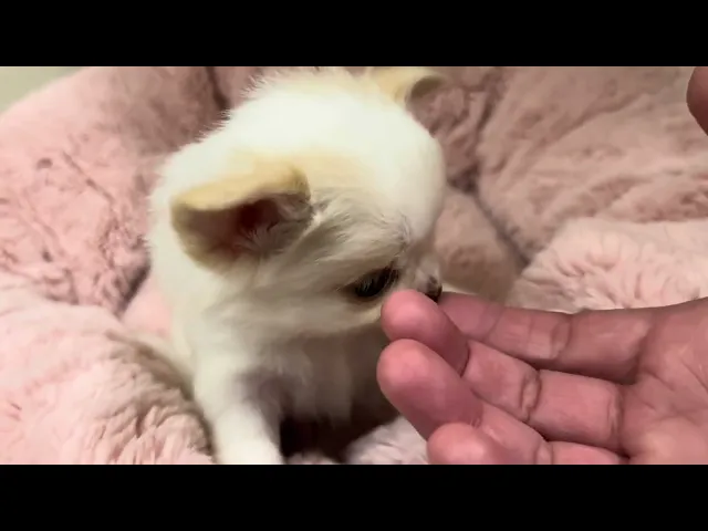 動画