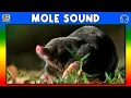 MOLE SOUND - MOLE SOUND EFFECT