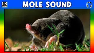 MOLE SOUND - MOLE SOUND EFFECT