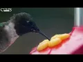 2024 Hummingbird Fall Migration Report