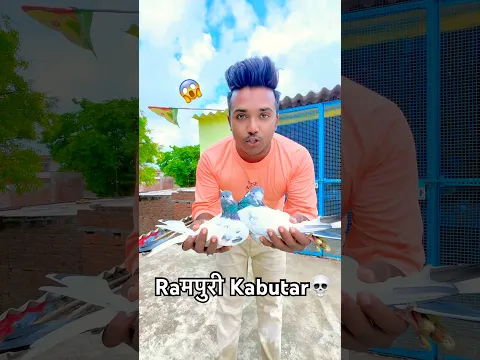 Rampuri kabutar for breeding // रामपुरी कबूतर आ गये // #kabutar #pigeon