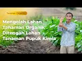 Lagu Mengolah Lahan Tanaman Organik Ditengah Lahan Tanaman Pupuk Kimia