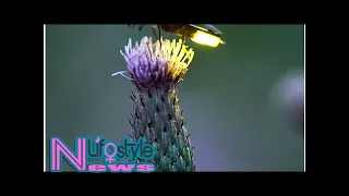 Did bats invent fireflies