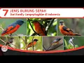 Download Lagu BURUNG SEPAH // JENIS BURUNG SEPAH YANG ADA DI INDONESIA