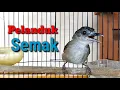 Download Lagu Burung Pelanduk Semak Manggil Lawan