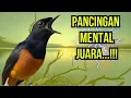 PANCINGAN MURAI BATU GACOR !! DALAM HITUNGAN DETIK MURAI APAPUN LANGSUNG IKUT NYAUT BUNYI  GACOR