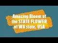 Our 4 Varieties of Rhododendron, the STATE FLOWER  of WASHINGTON