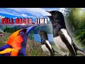 Masteran Burung Kacer Biar Cepat Gacor | Suara Jernih Mantab