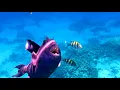 Download Lagu Sultan Gardens Resort reef