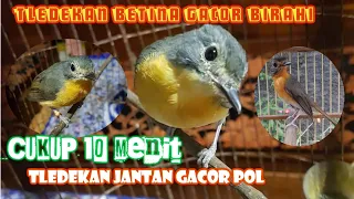 Download Tledekan Betina Gacor || Birahinya Ampuh 100% Bikin Jantan Gacor MP3