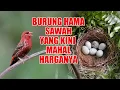 Download Lagu BURUNG HAMA SAWAH YANG MAKIN MEWAH, APAKABAR BURUNG PIPIT BENGGALA DITEMPAT KALIAN ?