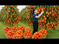 Download Lagu Harvesting Many Persimmons \u0026 Making Traditional Persimmon Salad - Sweet \u0026 Sour Taste Explosion