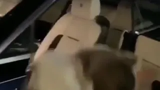 ڜاهد مايا دياب ترقص على اغنيه يا منعنع 